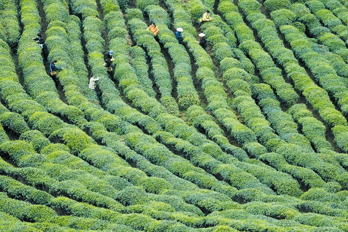 梯級茶園 梯級茶園