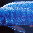 阿里魚(魚類) 阿里魚(魚類)
