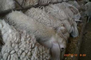 肉羊產業