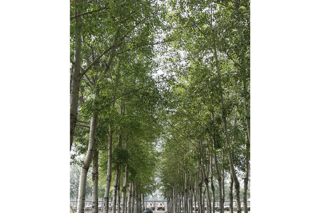 伊洛路(鞏義市伊洛路) 伊洛路(鞏義市伊洛路)