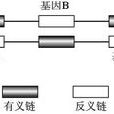 有義鏈 有義鏈