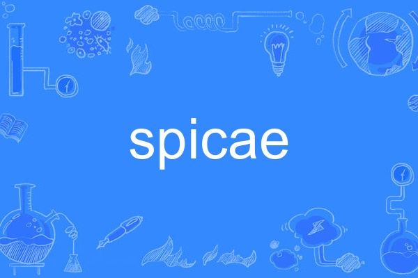 spicae spicae
