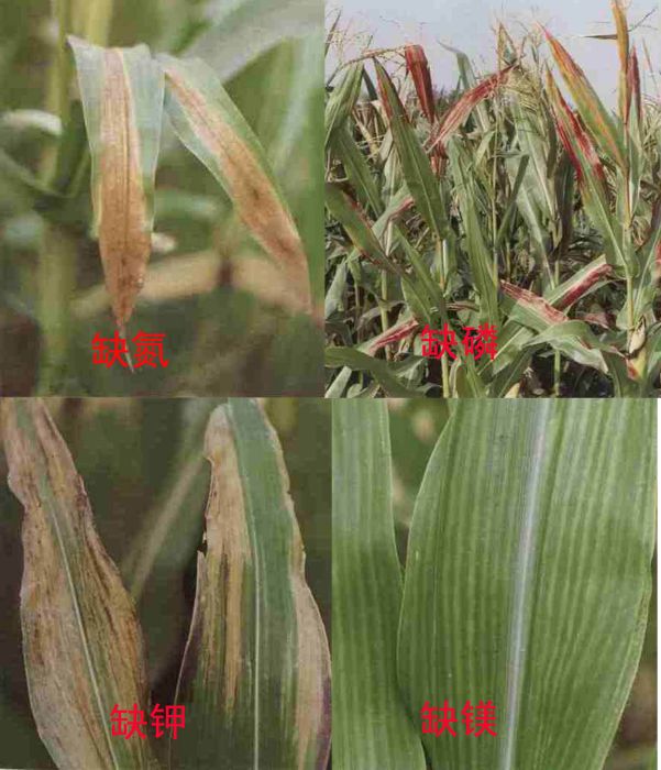 玉米缺素症 玉米缺素症