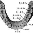 盡頭牙 盡頭牙