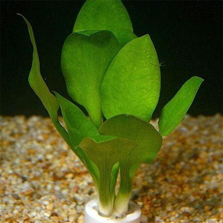 舌頭椒草 舌頭椒草