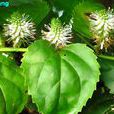 釣魚稈(植物) 釣魚稈(植物)