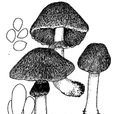 淡黃蘑菇 淡黃蘑菇