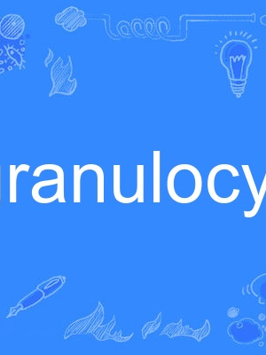 granulocyte granulocyte