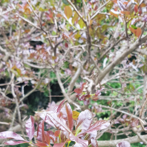 亮娑羽樹
