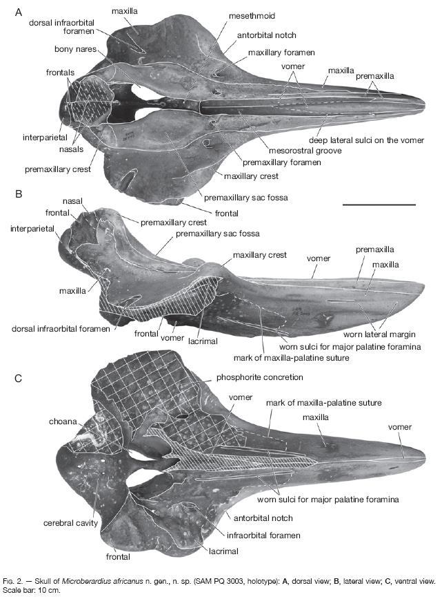 非洲小貝喙鯨