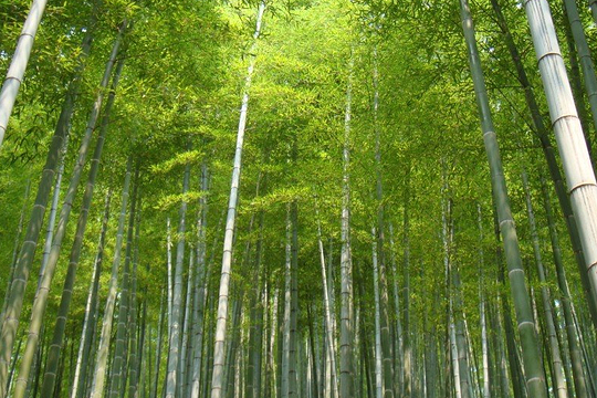 竹蘭村 竹蘭村
