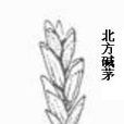 北方鹼茅 北方鹼茅