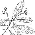 大葉楠(大葉楠) 大葉楠(大葉楠)