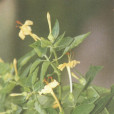 鼓首花頭 鼓首花頭