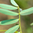 灰毛豆 灰毛豆