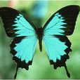 蝴蝶(butterfly（蝴蝶的英文表述）)