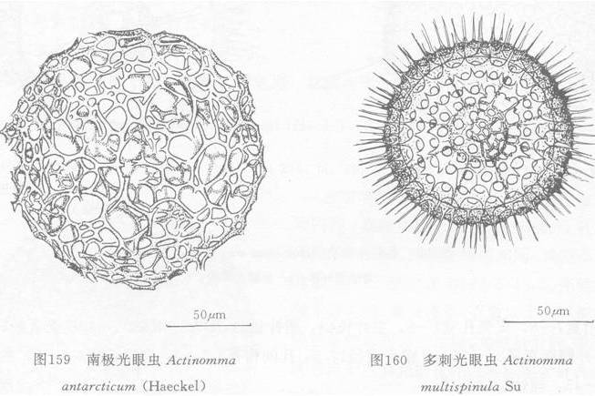 多刺光眼蟲