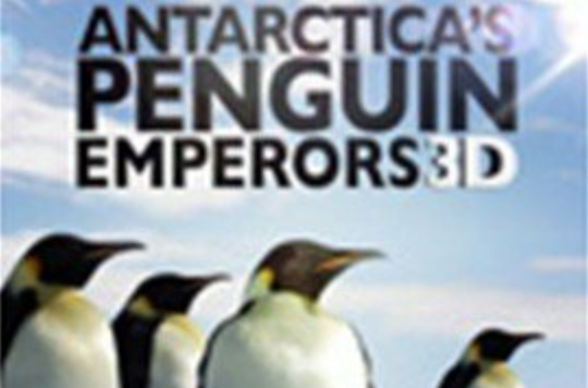 南極帝企鵝