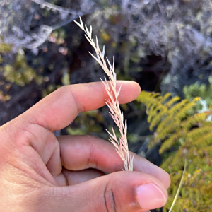 Rytidosperma biannulare