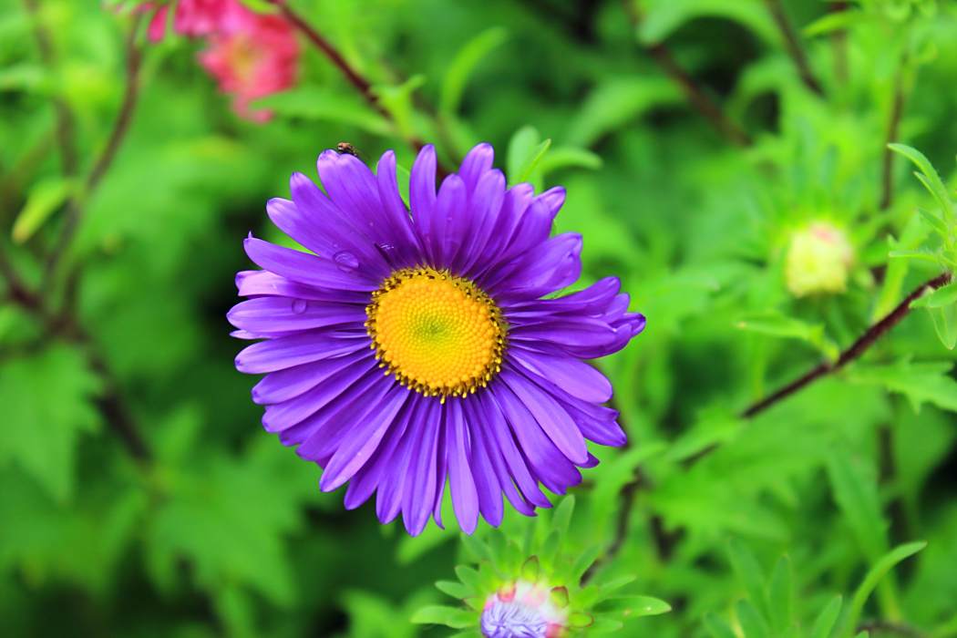 高山短星菊 高山短星菊