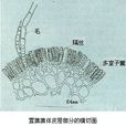 萱藻屬 萱藻屬