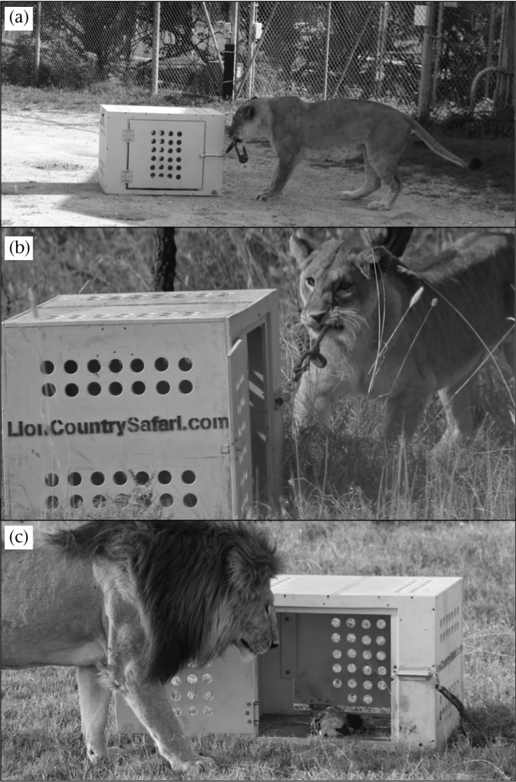 老虎和獅子究竟誰更聰明？