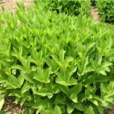 直立百部(百部科百部屬植物) 直立百部(百部科百部屬植物)