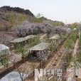 烏素圖村 烏素圖村