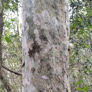 Plinia rivularis