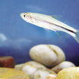 波魚 波魚