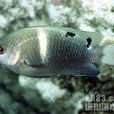 波浪雀鯛 波浪雀鯛