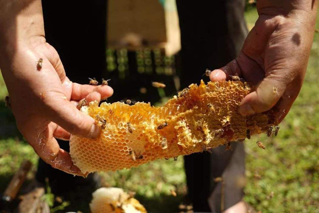 大掛蜜 大掛蜜