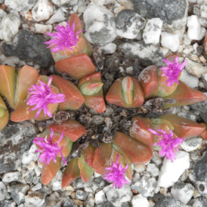 Gibbaeum hartmannianum