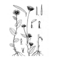 甘肅多榔菊 甘肅多榔菊