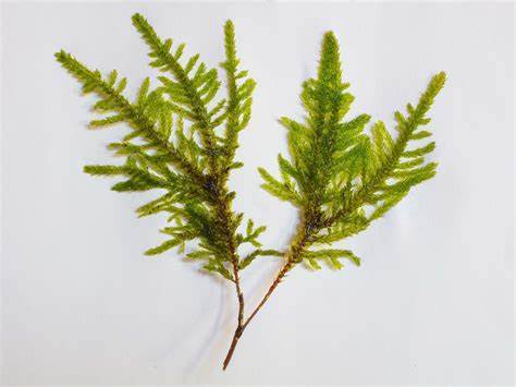 木蘚科 木蘚科