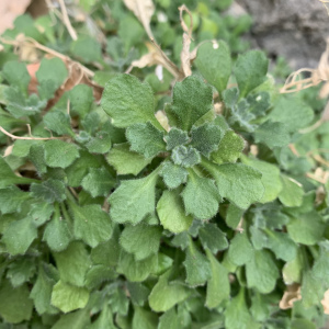 小花南庭薺