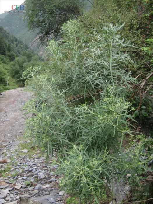 分枝亞菊 分枝亞菊