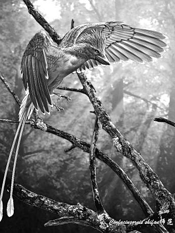 師範孔子鳥 師範孔子鳥