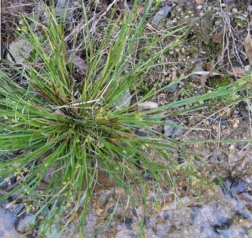 刺子莞組 刺子莞組