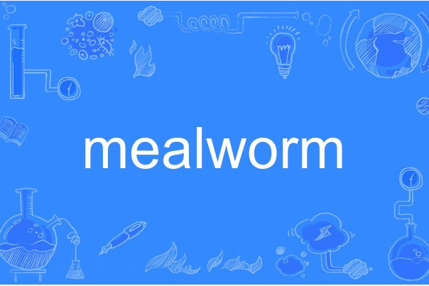 mealworm mealworm