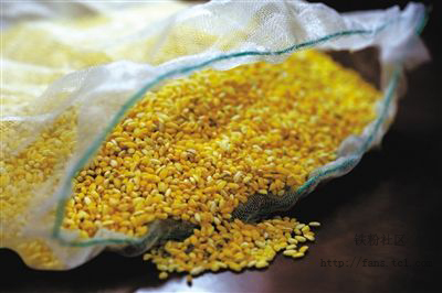 黃金大米