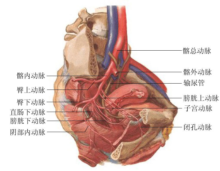 子宮動脈