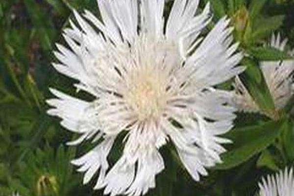 Stokesia laevis \x27Peach Melba\x27 Stokesia laevis \x27Peach Melba\x27