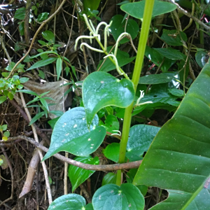 Peperomia conturbans