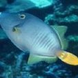 杜氏彈魚 杜氏彈魚