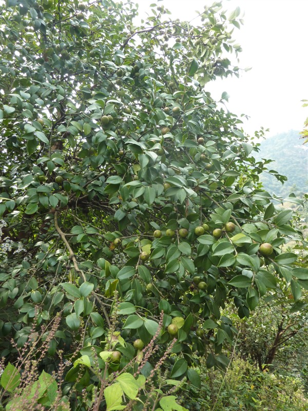 山茶樹