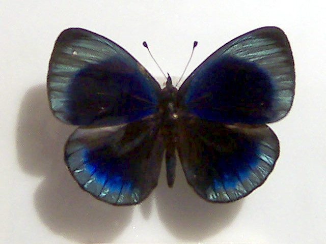 褐色藍蛺蝶
