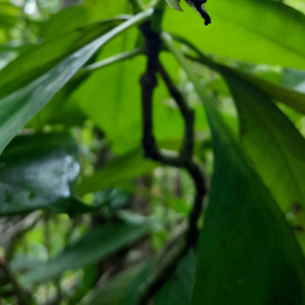 Carapichea affinis