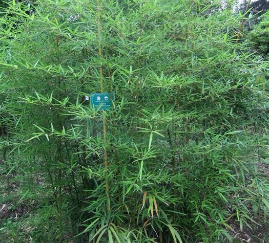 黃山庫-角竹 黃山庫-角竹