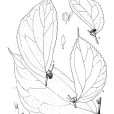 無苞樓梯草 無苞樓梯草